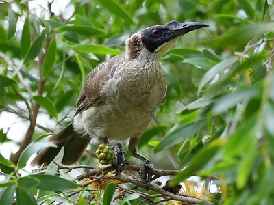 Silver-crowned Friarbird