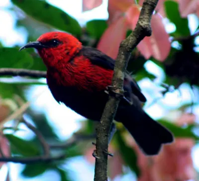 Mielero de Micronesia