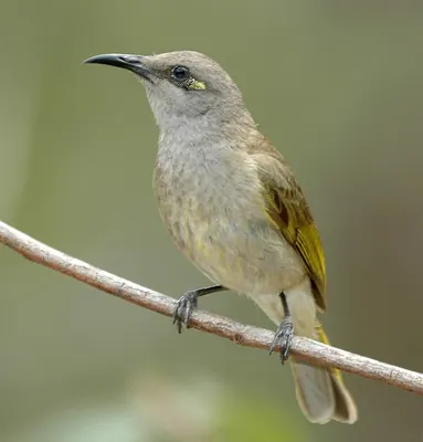 Brown Honeyeater