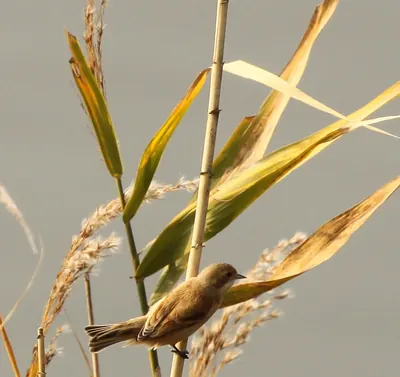 Chinese Penduline Tit