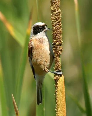 Eurasian Penduline Tit