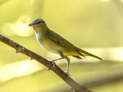 Yellow-green Vireo