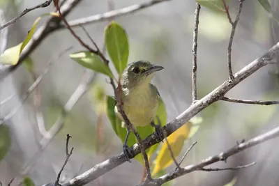 Mangrove Vireo