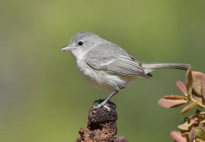 Bell's Vireo