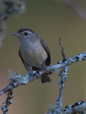 Brown-capped Vireo