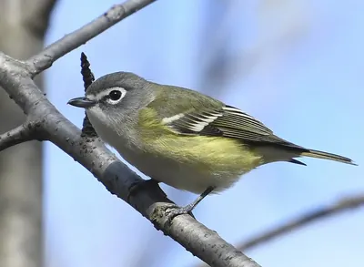Blue-headed Vireo