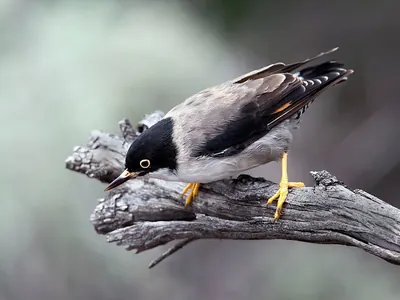 Varied Sittella