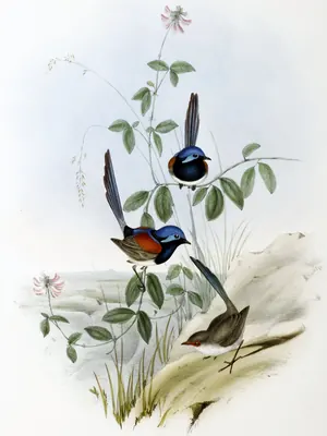 Blue-breasted Fairy-wren