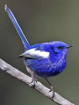 White-winged Fairy-wren