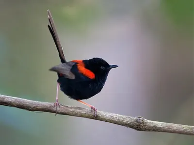Red-backed Fairywren
