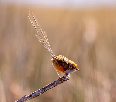 Southern Emu-wren