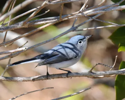 Blue-gray Gnatcatcher