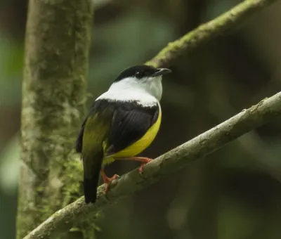 Manakin à col blanc