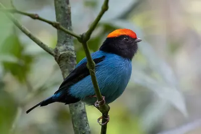 Swallow-tailed Manakin