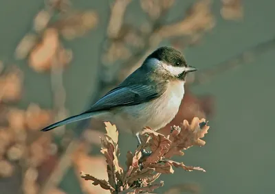 Sombre Tit