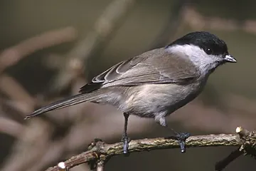 Willow Tit