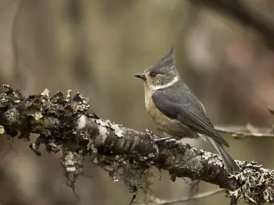 Grey Crested Tit