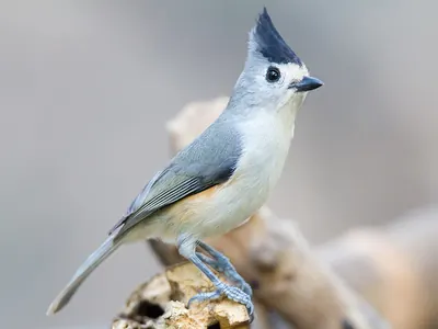 Black-crested Titmouse