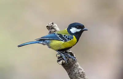 Green-backed Tit