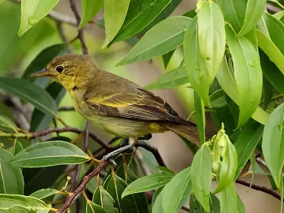 Yellow-backed Tanager