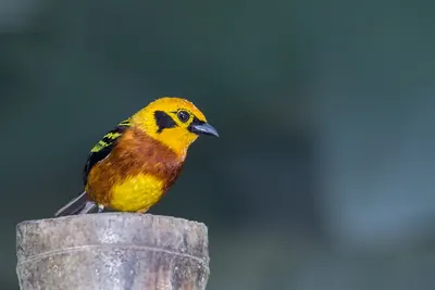 Golden Tanager