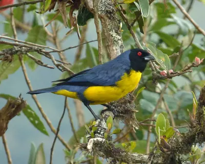 Hooded Mountain-Tanager