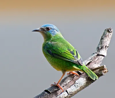 Blue Dacnis