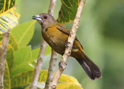 Scarlet-rumped Tanager