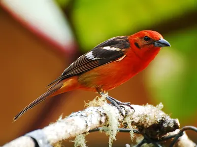 Flame-coloured Tanager