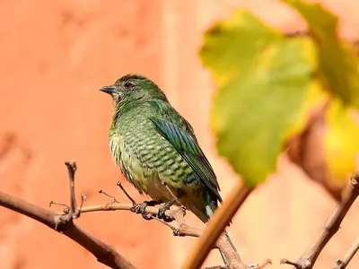 Swallow Tanager