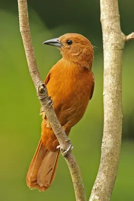White-lined Tanager