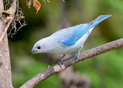 Blue-gray Tanager