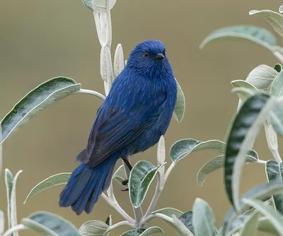 Tit-like Dacnis