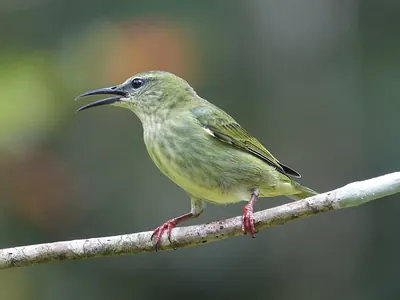 Red-legged Honeycreeper