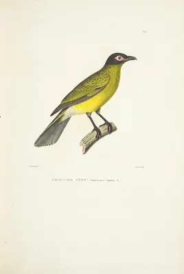 Papafigos de Timor