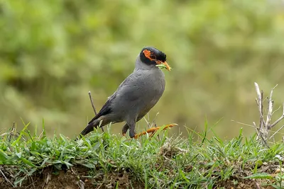 Bank Myna