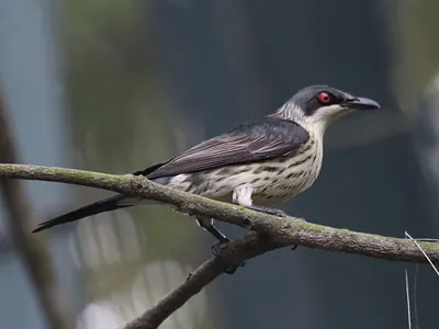 Metallic Starling