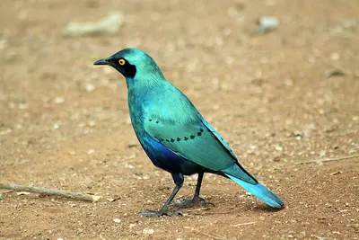 Greater Blue-eared Starling