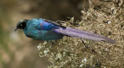Long-tailed Glossy-Starling