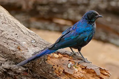 Meves's Starling