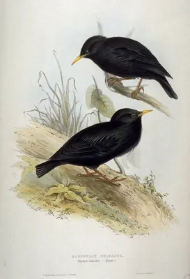 Spotless Starling