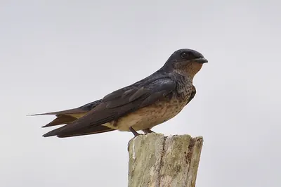 Gray-breasted Martin