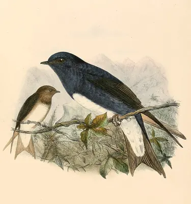 Caribbean Martin