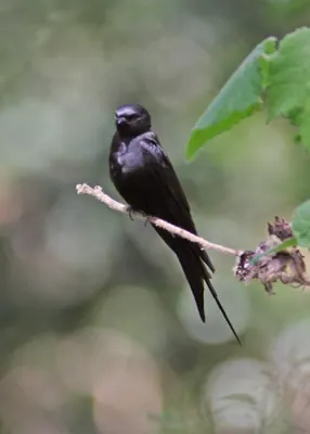 Black Rough-winged Swallow or Black Saw-wing