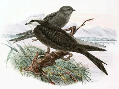 White-headed Sawwing