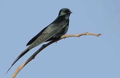 Fanti Sawwing