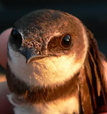Sand Martin