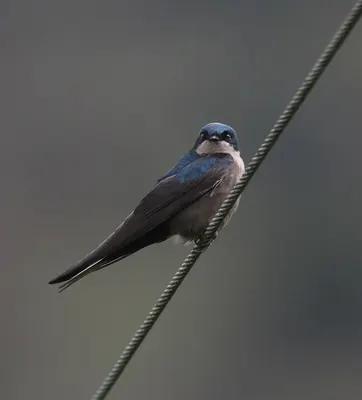 Brown-bellied Swallow