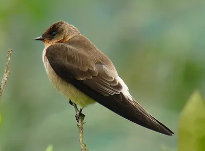 Southern Rough-winged Swallow