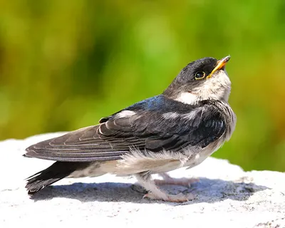 Asian House Martin